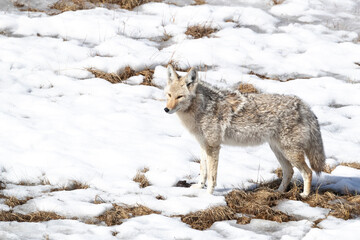 Obraz premium Yellowstone National Park, coyote standing in the melting snow.