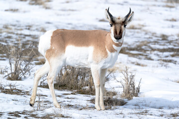 Yellowstone National Park, portrait of a male pronghorn in winter snow.