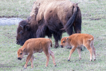 Yellowstone National Park. Young bison calves stay close to their mother.