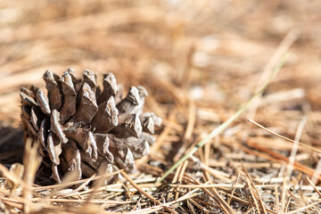 pine cone in the grass