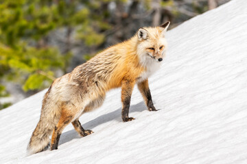 Yellowstone National Park, red fox in its spring coat walking through melting snow.