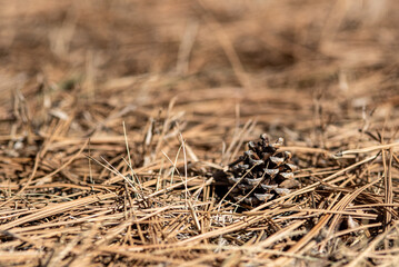 pine cone on the ground