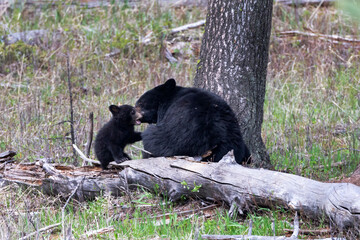 Obraz na płótnie Canvas Yellowstone National Park, black bear sow with her one cub of the year sitting near a tree.