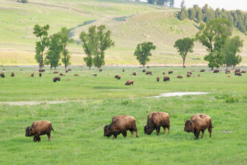 Fototapeta premium Yellowstone National Park, Lamar Valley. Bison enjoying the green grass of spring.