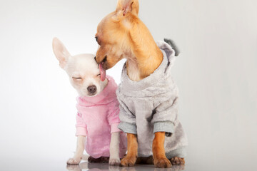Two chihuahua dogs in loving tone. Bigger brown licks little white. They both have coats.