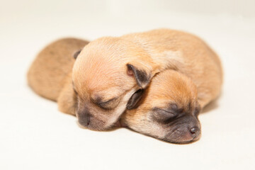 Newborn puppies sleeping together. Tranquility and white background