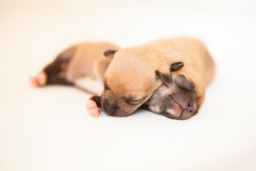Newborn puppies sleeping together. Tranquility and white background