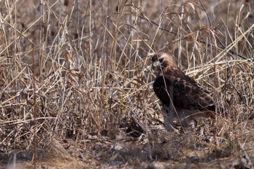 Red-Tailed Hawk Hunting For Prey