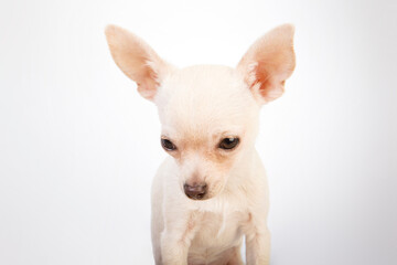 Close-up chihuahua puppy looking down on white background