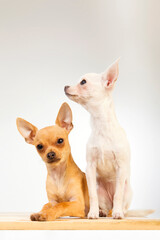 Two chihuahua dogs with white background One of the dogs is brown in color and is lying down and looking at the camera and the other is white in color standing and looking to the side.