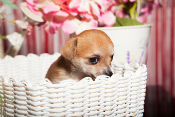 1 month old chihuahua puppies hidden in a basket on stage