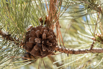 pine cones on a branch