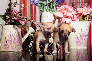 a 1 month old chihuahua puppy on flower background