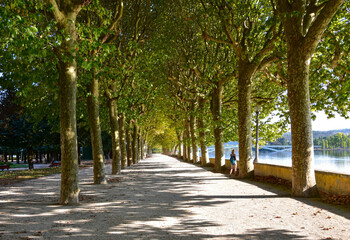The golden corridor of nature