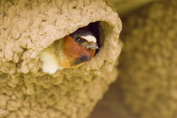 Yellowstone National Park, Wyoming, USA. Cliff swallow peering out of its mud nest curiously and wary.