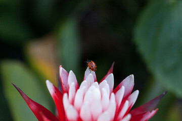 Red and white bromeliad flower with a Convergent lady beetle