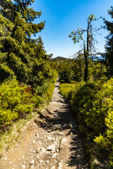 Fototapeta na wymiar Long mountain trail in Jizera Mountains with high trees around