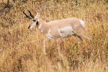 Yellowstone National Park, Wyoming, USA. Adult male pronghorn antelope walking in tall grass.