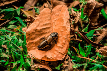 Bug in the ground