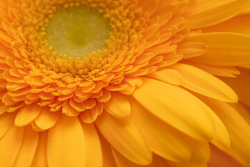 Orange gerbera closeup. Abstract floral background. Flower macro. Greeting card or postcard.