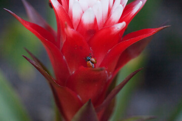 Red and white bromeliad flower with a Convergent lady beetle