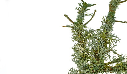 Lichen on twig isolated on white background