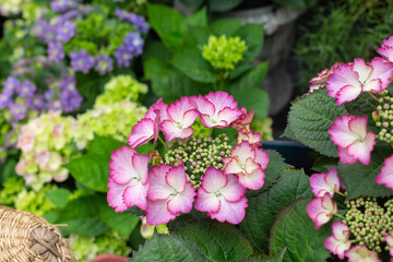 Colored flowers hydrangea，Hydrangea macrophylla，Forever Summer，Endless Summer
