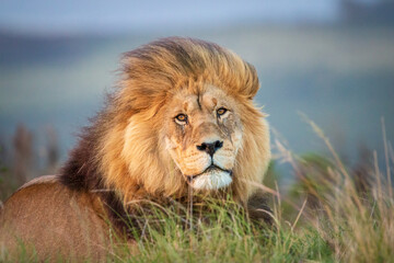 Portrait of a single male lion in South Africa looking regal.