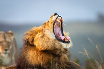 Roaring male lion in South Africa lying on the ground with blurred female in the background.