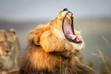 Roaring male lion in South Africa lying on the ground with blurred female in the background.