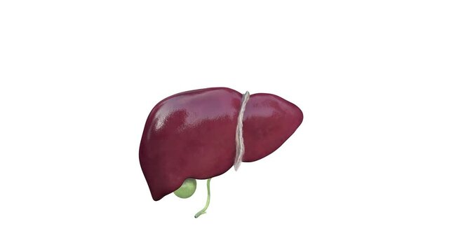 Human liver isolated on white background. Internal organ. Gallbladder, hepatic duct. Anatomy. Medical science anatomy. 3D,