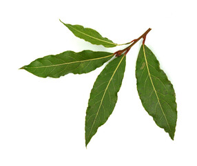 Laurel spice. Isolated bay leaf. Laurel leaves on a white background. Bayleaf. laurel leaves.