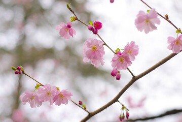 Fototapeta na wymiar Pink cherry blossoms soft, bokeh