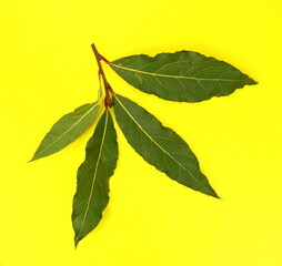 Obraz premium Laurel spice. Isolated bay leaf. Laurel leaves on yellow background. Bayleaf. laurel leaves.