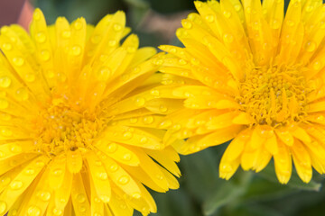 Beneficios de la calendula