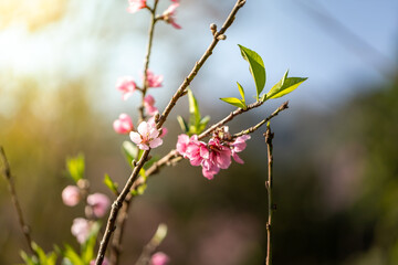 Sakura flowers blooming blossom in Chiang Mai, Thailand