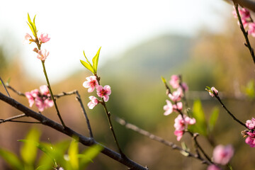 Sakura flowers blooming blossom in Chiang Mai, Thailand