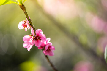 Sakura flowers blooming blossom in Chiang Mai, Thailand