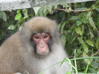 ガードレールの下からのぞきこむニホンザル