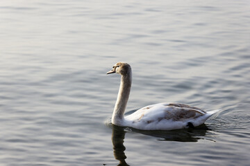 young swan with white-brown plumage swims on the lake, the feathers are first brown and then change color during growth to white, by day, without people