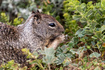 Squirrel Eating in San Luis Obispo County