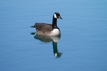 Canada Geese at lake on calm smooth warm spring day with beautiful sunshine