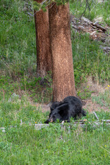 USA, Wyoming. Black bear napping, Yellowstone National Park.