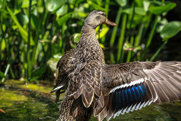 Ducks in natural wild beautiful photos