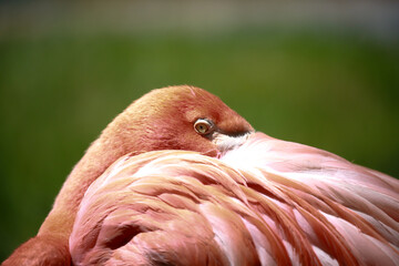 Flamingo with head in feathers