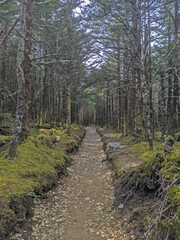Pine forest on the top of Mount Le Conte