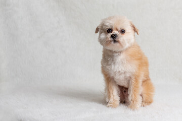 Shih zu mix dog posing