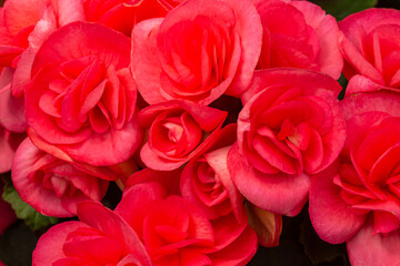 Red roses for lovers