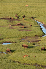 USA, Wyoming. Bison with calves grazing in Hayden Valley, Yellowstone National Park.