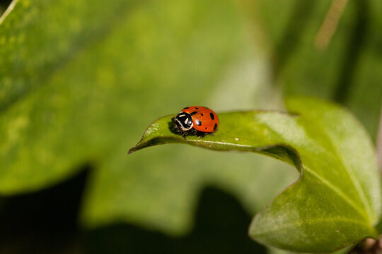 Spotted Convergent lady beetle also called the ladybug Hippodamia convergens